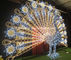 large outdoor peacock christmas decorations supplier